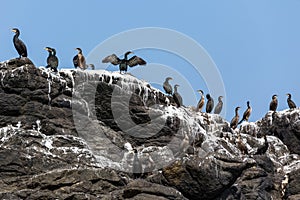 Cormorants birds on rock photo