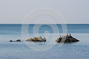 Cormorants on the Black Sea