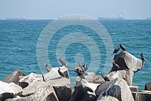 Cormorants on the Black Sea shore with distant ships in background