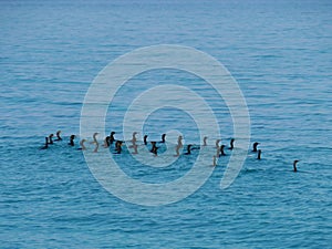 Cormorants in the blue Mediterranean
