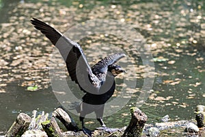 Cormorants on branches in water