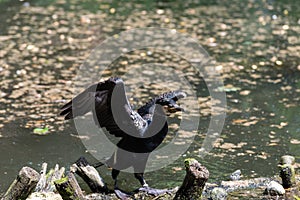 Cormorants on branches in water