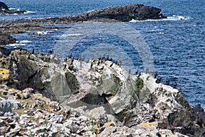 Cormorants on coastal rock on Mu Ness, in the south of the island of Unst, Shetland, UK.