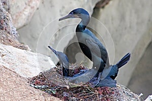 Cormorants couple are having sex