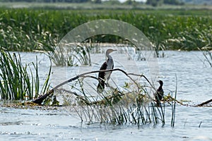 Cormorants drying their feathers in the scorching sun of the Danube Delta