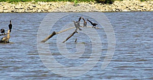 Cormorants fighting on a branch on Lake Texoma.