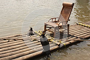 Cormorants fishing on bamboo raft photo