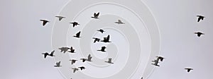Cormorants in flight over the MÃ¼ritz Sea