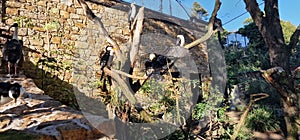 cormorants flock in bird aviary
