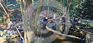 cormorants flock in bird aviary