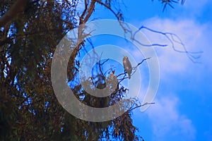 Cormorants flock rest on an eucalyptus branch Israel