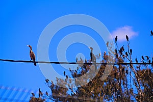 Cormorants flock rest on an eucalyptus branch Israel