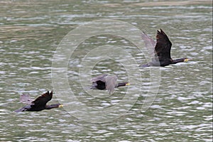 Cormorants flying above the river Po.