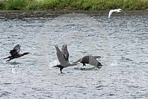 Cormorants flying above the river Po.