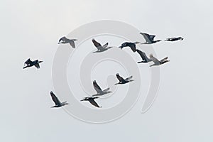 Cormorants flying in the sky