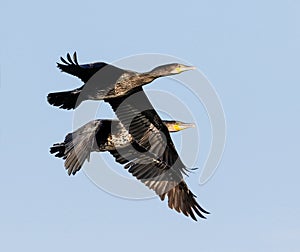 Cormorants Flying Together