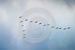 Cormorants flying in a V formation against the cloudy sky.
