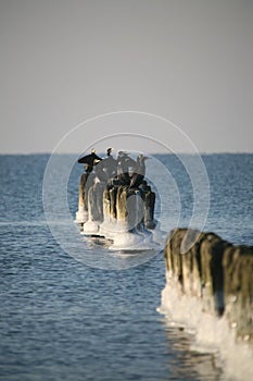 Cormorants on frozen breakwater