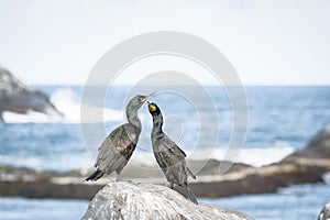 Cormorants on HornÃ¸ya in Finnmark, Norway