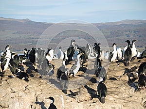 Cormoranes cormoranes imperiales 