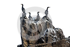 Cormorants isolated