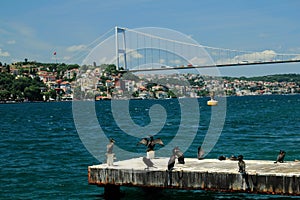 Cormorants at Istanbul with Fatih Sultan Mehmet Bridge