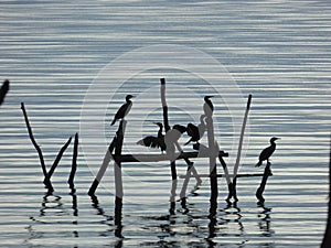 Cormorants in a Lake Prespa, Macedonia