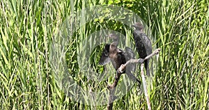 Cormorants on the lake in the river