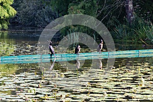Cormorants landed near a pond