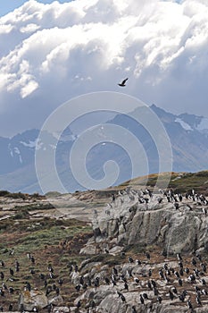 Cormorants nesting on Bird Island in South America