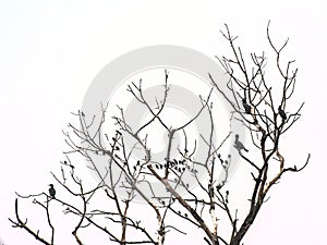 Cormorants and other birds in a bare tree, isolated on white - Phalacrocoracidae
