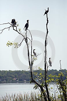 Cormorants perched in a tree at Lake Apopka, Florida.