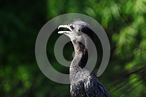 Cormorants or Phalacrocoracidae