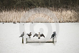 Cormorants phalacrocoracidae resting on calm lake in Spring