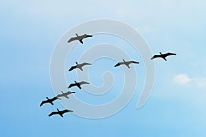 Cormorants Phalacrocorax carbo group silhouette flying high up against the blue sky. Bird migration concept.