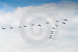 Cormorants Phalacrocorax carbo group silhouette flying high up in a V formation against the cloudy sky. Bird migration concept.