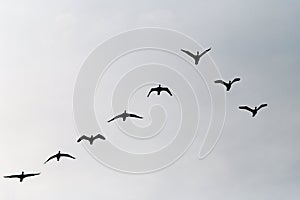 Cormorants Phalacrocorax carbo group silhouette flying high up in a V formation against the cloudy sky. Bird migration concept.