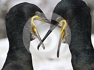 Cormorants - Phalacrocorax carbo - Scotland photo