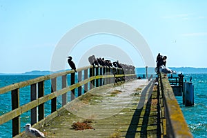 Cormorants on pier