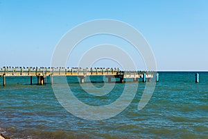 Cormorants on pier