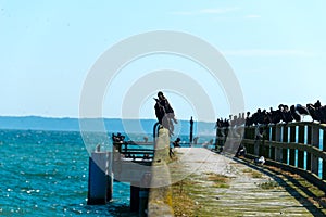 Cormorants on pier