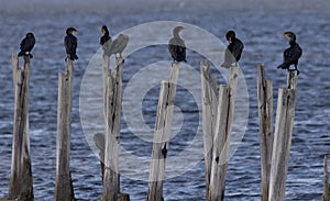 Cormorants on pilings, each an individual