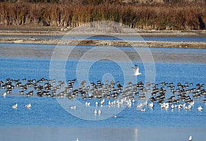 Cormorants plumed in the waters of lake ivars and vila sana, lerida, spain, europe