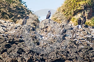 Cormorants in protected area Monumento Nacional Islotes de Punihuil on Chiloe island, Chi photo