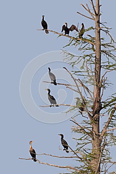 Cormorants Rest on a Barren Tree