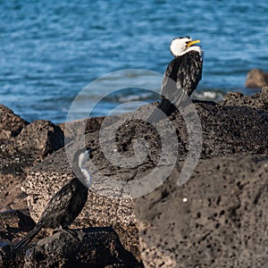 Cormorants resting on rocks