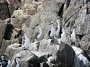 Cormorants on a rock photo
