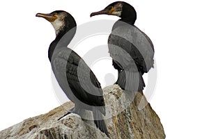 Cormorants on the rock isolated on white background closeup. Wild seabirds in natural habitat.
