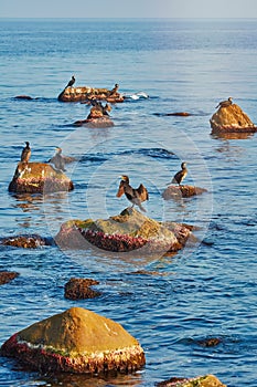 Cormorants on the Rocks