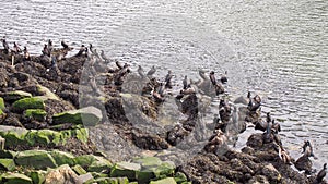 Cormorants on rocks at the Duoro River in Porto